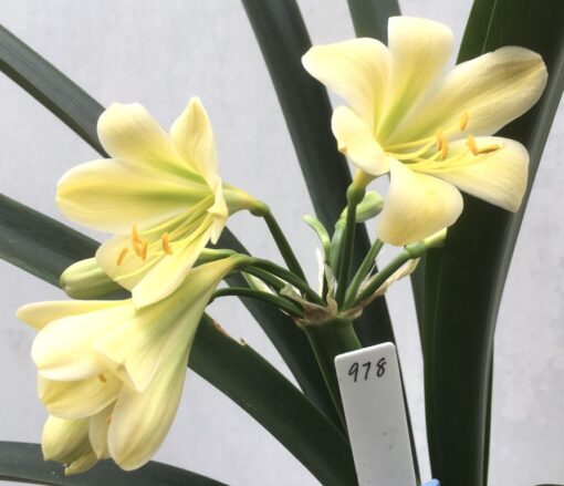 SH978 Superb cream Clivia miniata with green throat and moderately reflexed tepals