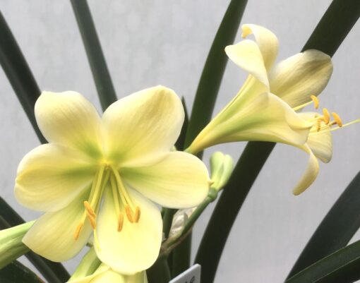 SH978 Superb cream Clivia miniata with green throat and moderately reflexed tepals - Image 2