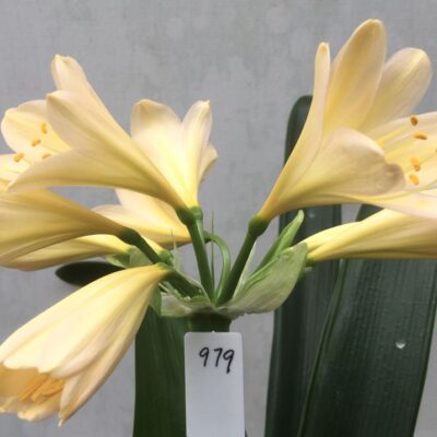 SH979 Very light peach Clivia miniata with soft pink hue