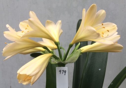 SH979 Very light peach Clivia miniata with soft pink hue