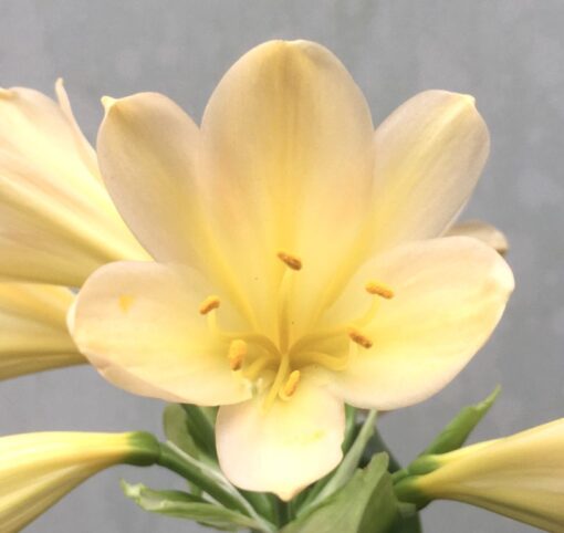SH979 Very light peach Clivia miniata with soft pink hue - Image 2