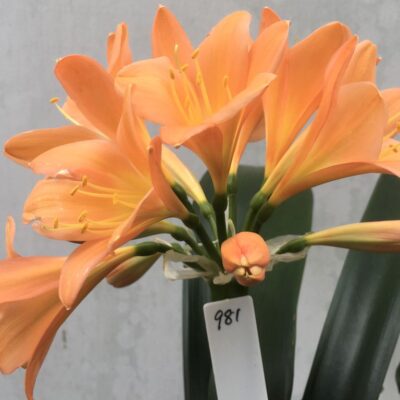 SH981 Very dark peach Clivia miniata with light yellow throat and broad tepals