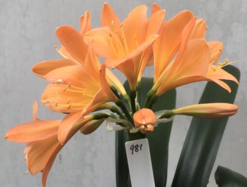 SH981 Very dark peach Clivia miniata with light yellow throat and broad tepals
