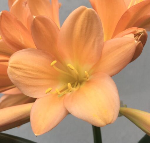 SH981 Very dark peach Clivia miniata with light yellow throat and broad tepals - Image 2