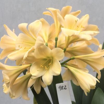 SH982 Light pinky peach Clivia miniata with yellow/green throat and slight recurve