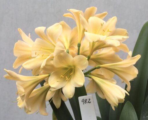 SH982 Light pinky peach Clivia miniata with yellow/green throat and slight recurve
