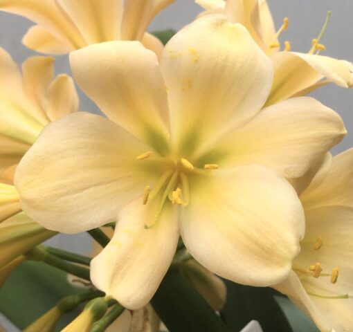 SH982 Light pinky peach Clivia miniata with yellow/green throat and slight recurve - Image 2