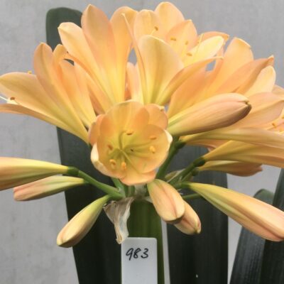 SH983 Mid to dark pinky peach Clivia miniata with open yellow throat and broad overlapping tepals