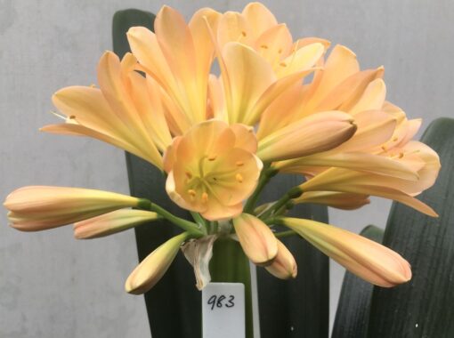 SH983 Mid to dark pinky peach Clivia miniata with open yellow throat and broad overlapping tepals