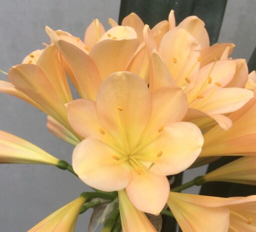 SH983 Mid to dark pinky peach Clivia miniata with open yellow throat and broad overlapping tepals - Image 2