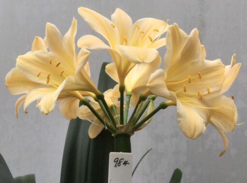 Sh984 Mid peach Clivia miniata with dark yellow throat