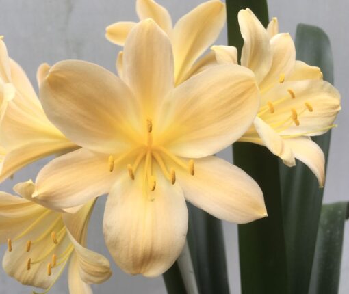 Sh984 Mid peach Clivia miniata with dark yellow throat - Image 2