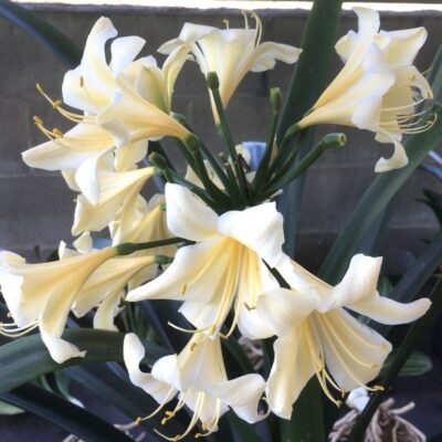 SH985 Very light cream Clivia miniata with reflexed tepals