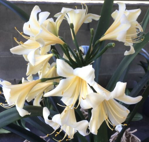 SH985 Very light cream Clivia miniata with reflexed tepals