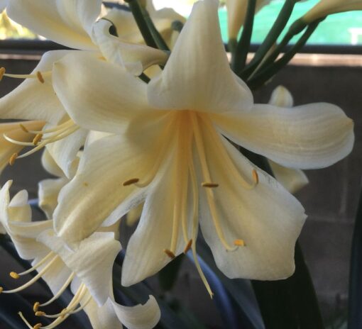 SH985 Very light cream Clivia miniata with reflexed tepals - Image 2