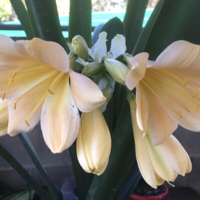 SH986 Mid peach Clivia miniata With large open flowers