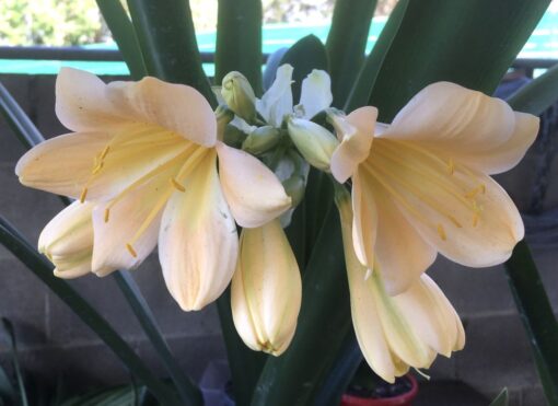 SH986 Mid peach Clivia miniata With large open flowers