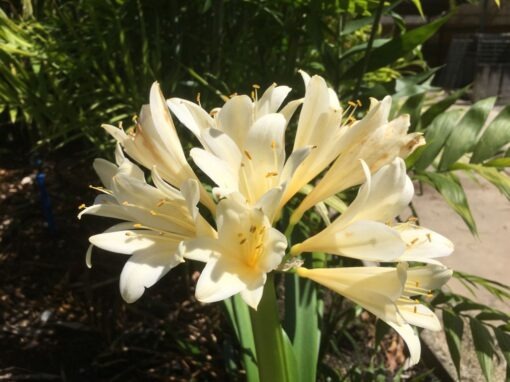 SH989 Near whitr Clivia miniata