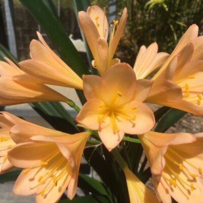 SH994 Deep pink/peach Clivia miniata