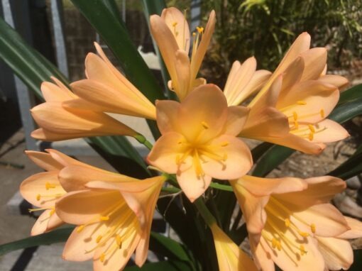 SH994 Deep pink/peach Clivia miniata