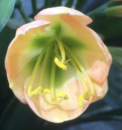 SH967 Mid to dark peach Clivia miniata with green throat and broad overlapping tepals - Image 2