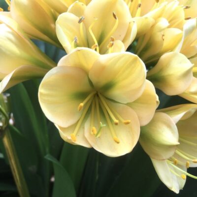 SH967 Mid to dark peach Clivia miniata with green throat and broad overlapping tepals