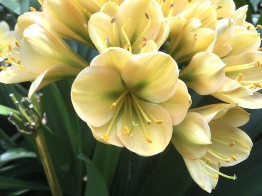 SH967 Mid to dark peach Clivia miniata with green throat and broad overlapping tepals