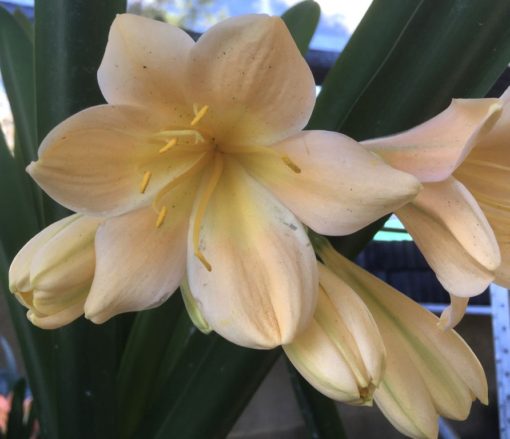 SH986 Mid peach Clivia miniata With large open flowers - Image 2