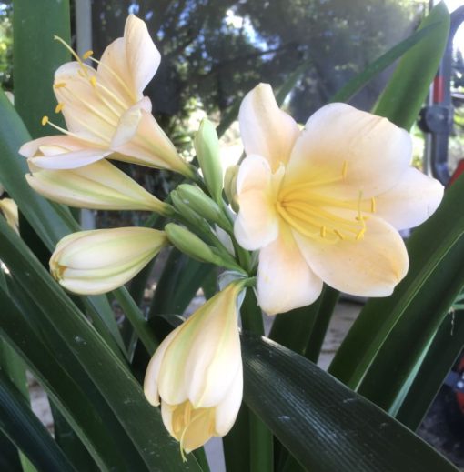 SH986 Mid peach Clivia miniata With large open flowers - Image 3