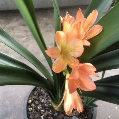 SH987 Clivia miniata with mid orange pastel flowers