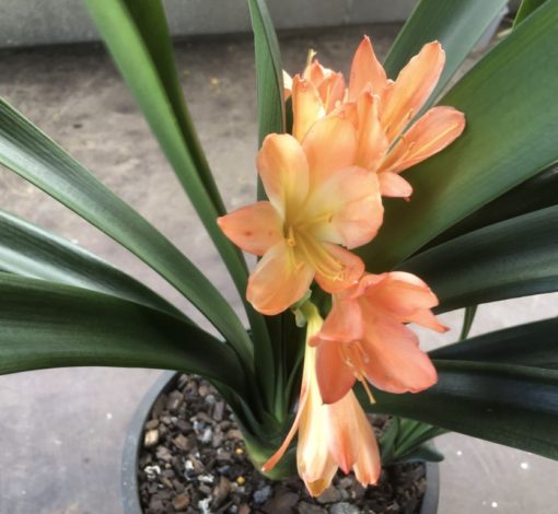 SH987 Clivia miniata with mid orange pastel flowers