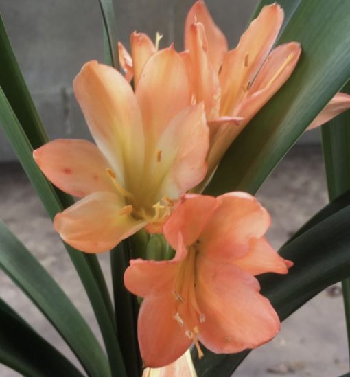 SH987 Clivia miniata with mid orange pastel flowers - Image 2