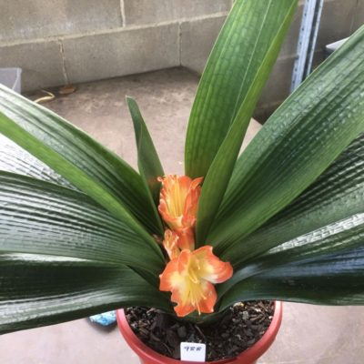 SH988 Near picotee Anshan Daruma Clivia miniata broadleaf, mid orange with yellow throat