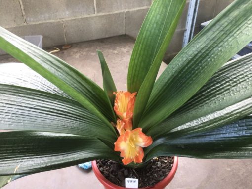 SH988 Near picotee Anshan Daruma Clivia miniata broadleaf, mid orange with yellow throat