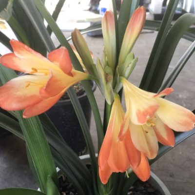 SH993 Mottled orange Clivia miniata with yellow throat