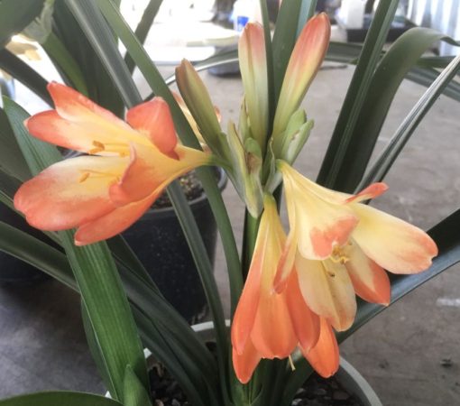 SH993 Mottled orange Clivia miniata with yellow throat