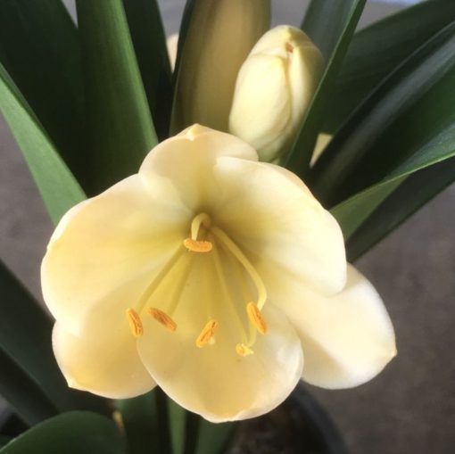SH990 Very light pinky peach Clivia miniata - Image 2