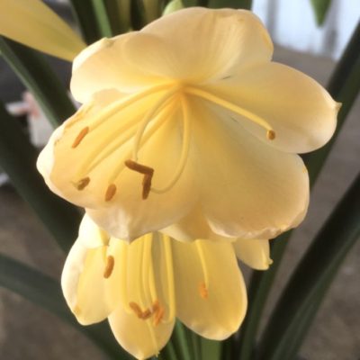 SH990 Very light pinky peach Clivia miniata