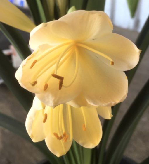 SH990 Very light pinky peach Clivia miniata