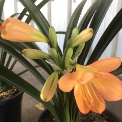 SH991 Mid to dark peach Clivia miniata