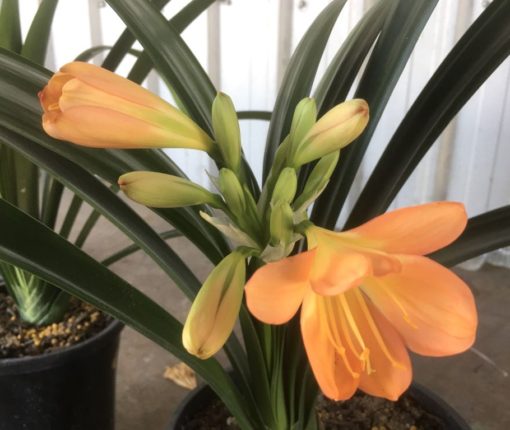 SH991 Mid to dark peach Clivia miniata