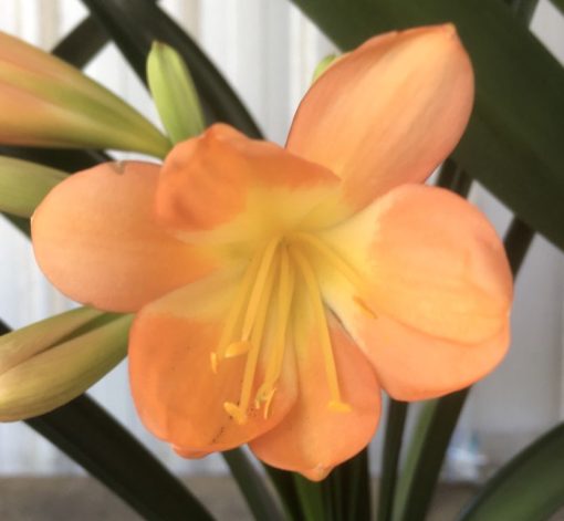 SH991 Mid to dark peach Clivia miniata - Image 2