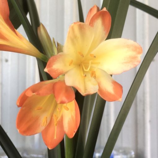 SH993 Mottled orange Clivia miniata with yellow throat - Image 2