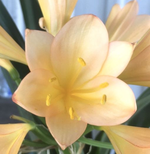 SH994 Deep pink/peach Clivia miniata - Image 2