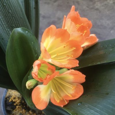 SH995 Belgium Hybrid near picotee Clivia miniata with light green throat and overlapping tepals