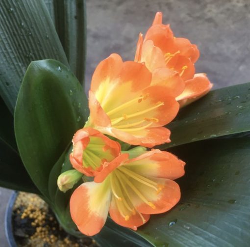 SH995 Belgium Hybrid near picotee Clivia miniata with light green throat and overlapping tepals