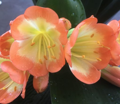 SH995 Belgium Hybrid near picotee Clivia miniata with light green throat and overlapping tepals - Image 2
