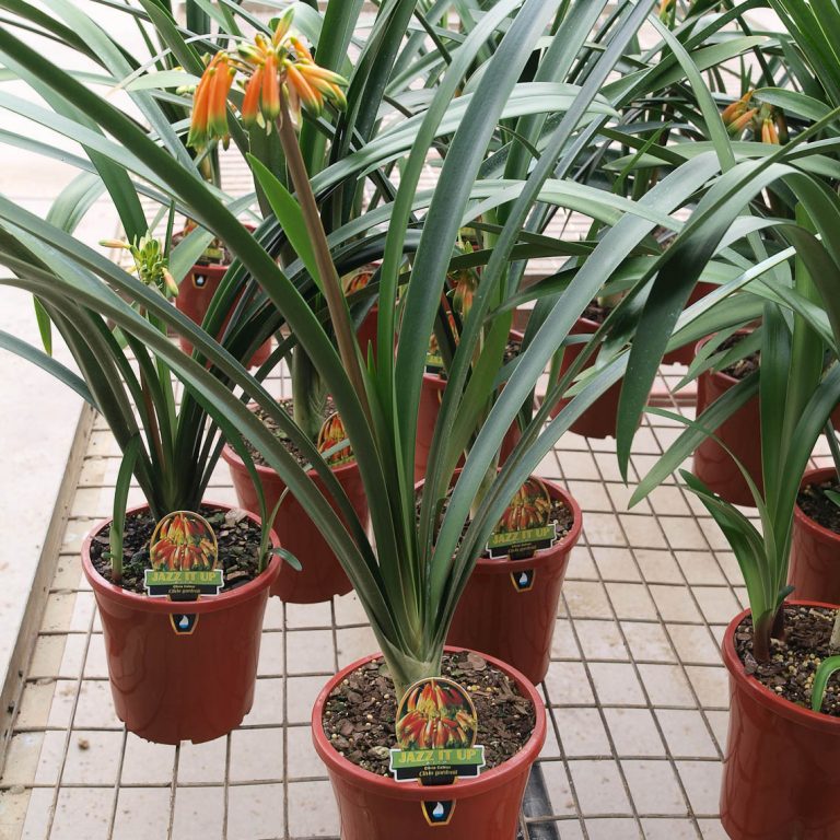 Clivia gardenii Nick's Clivias