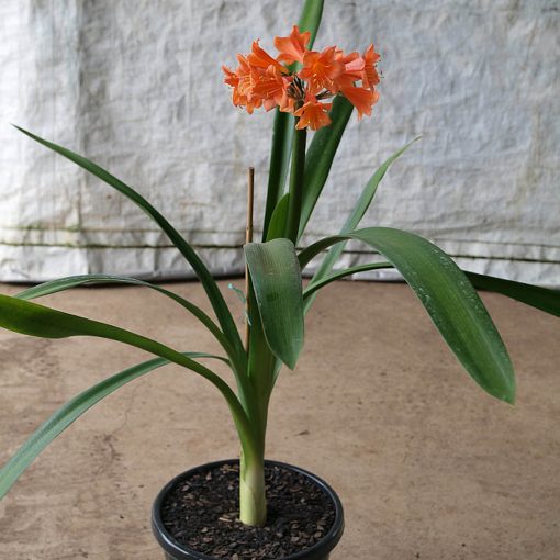 SH14 Nick's 'Flared Lady' Pastel Clivia Interspecific with flared mouth and re-flex sepals - Image 3