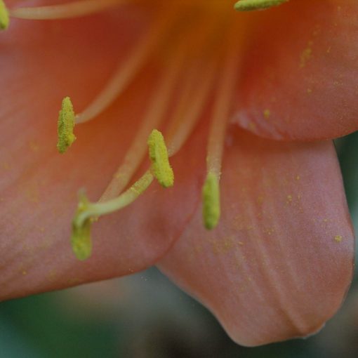 SH14 Nick's 'Flared Lady' Pastel Clivia Interspecific with flared mouth and re-flex sepals - Image 4